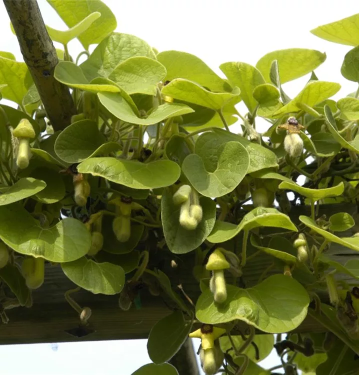 Pfeifenwinde - Aristolochia macrophylla