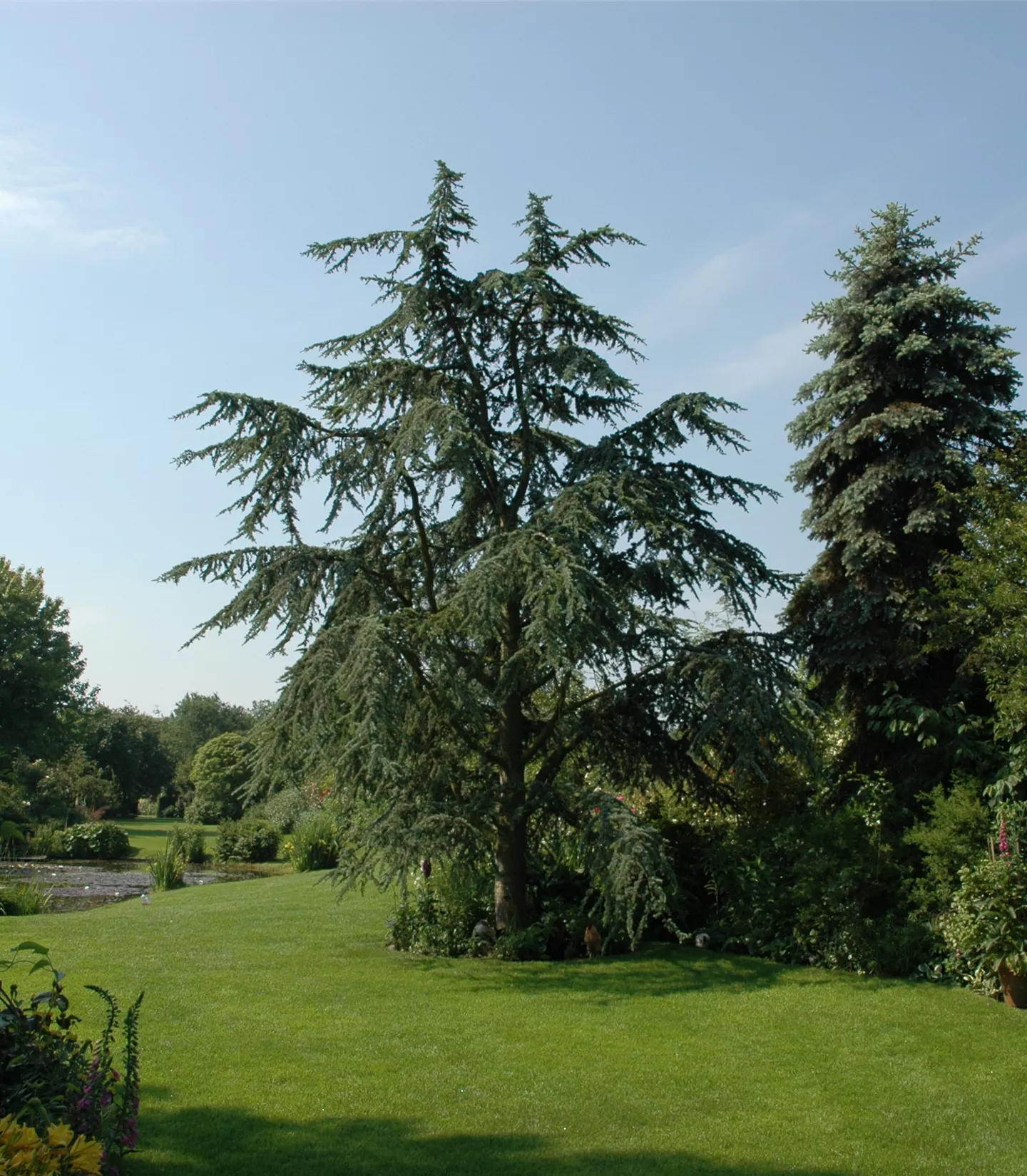 Cedrus deodara 'Aurea'