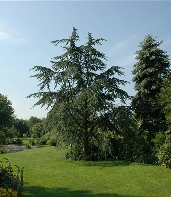 Cedrus deodara 'Aurea'