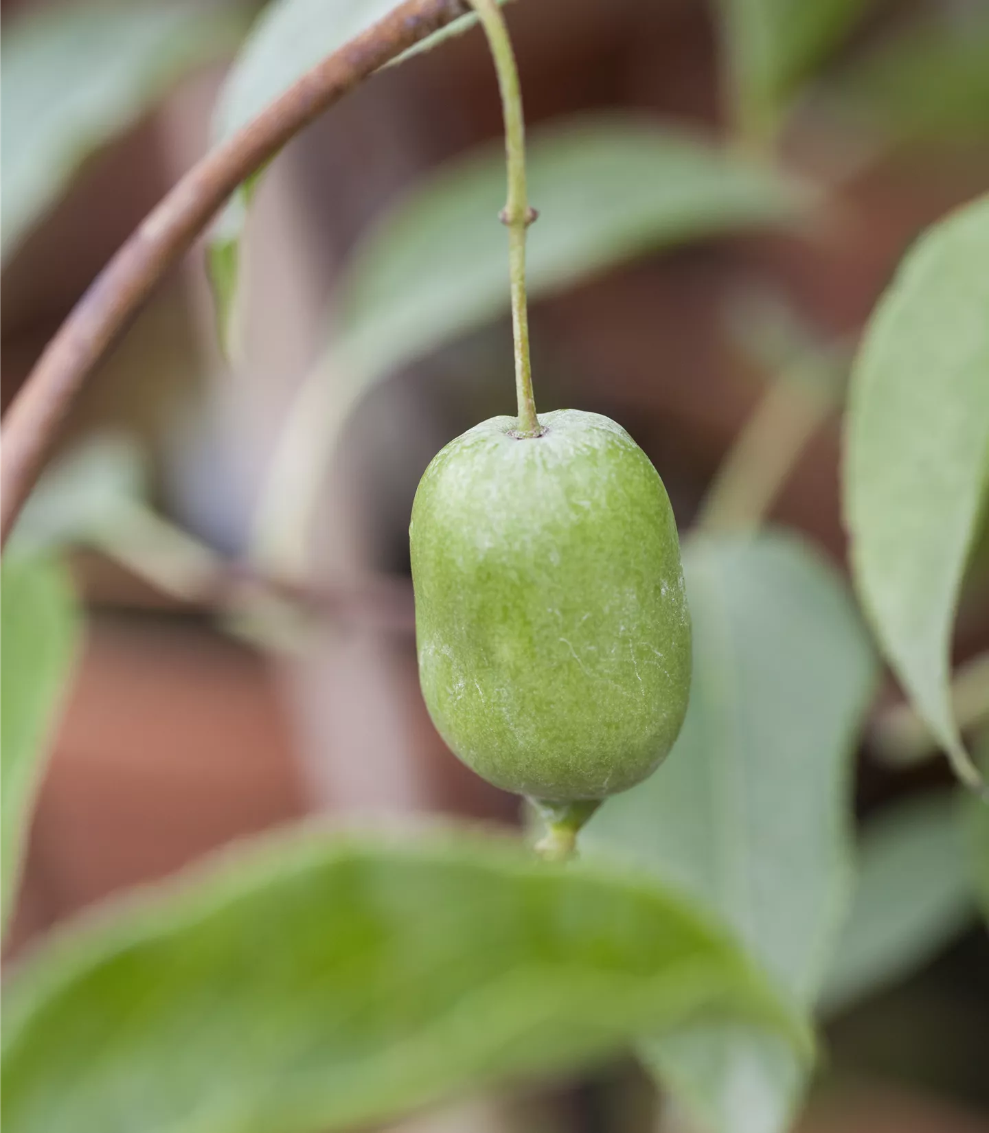 Actinidia arguta 'Issai'