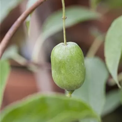 Topfgrösse 4 Liter - Kiwi, Strahlengriffel - Actinidia arguta 'Issai'