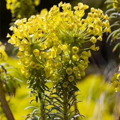 Topfgrösse 1 Liter - Wolfsmilch - Euphorbia characias ssp. wulfenii