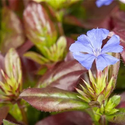 Topfgrösse 0.5 Liter - Bleiwurz - Ceratostigma plumbaginoides