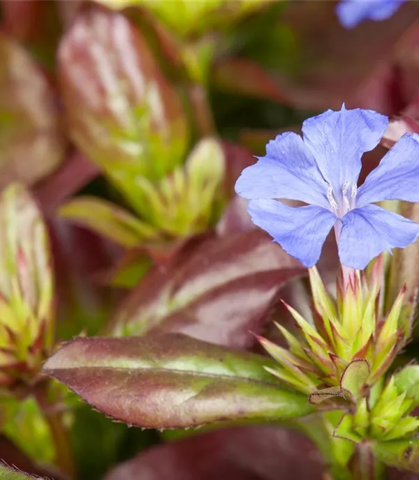 Ceratostigma plumbaginoides