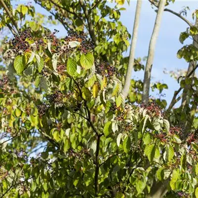 im Container 80 - 100 - Roter Hartriegel - Cornus sanguinea