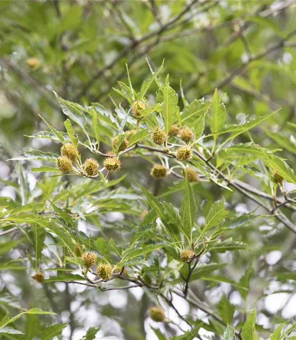 Fagus sylvatica 'Aspleniifolia'