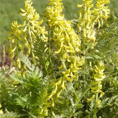 Topfgrösse 0.5 Liter - Gelber Lerchensporn - Corydalis lutea