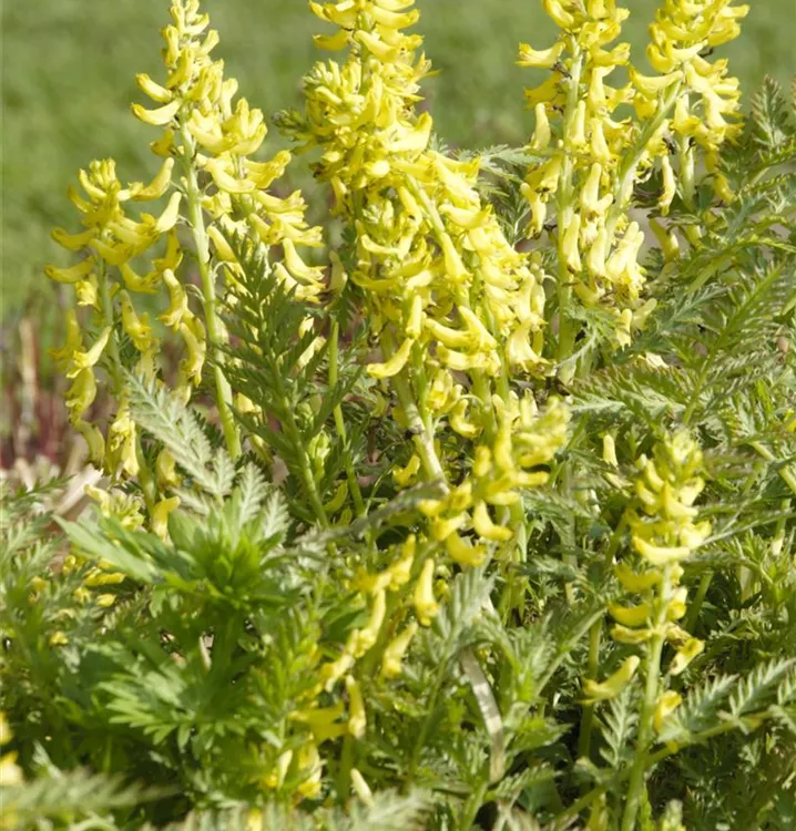 Gelber Lerchensporn - Corydalis lutea