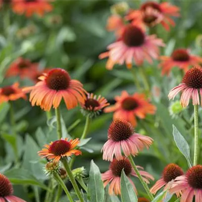 Topfgrösse 0.5 Liter - Sonnenhut - Echinacea purpurea