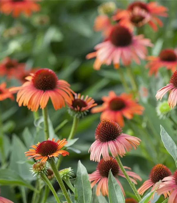 Echinacea purpurea