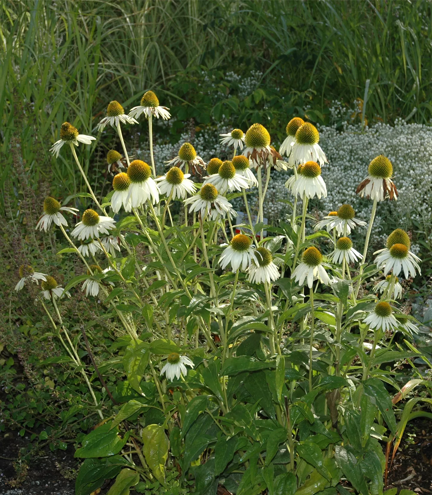 Echinacea purpurea 'Alba'