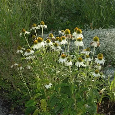 Topfgrösse 0.5 Liter - Sonnenhut - Echinacea purpurea 'Alba'