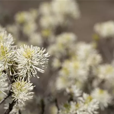 im Container 40 - 50 - Federbuschstrauch - Fothergilla major