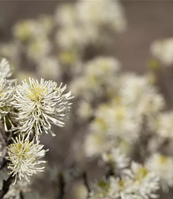 Fothergilla major