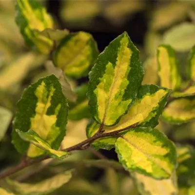 Hochstamm im Container Stammumfang 10 - 12cm - Ölweide - Elaeagnus pungens 'Maculata'