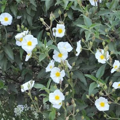 im Container 40 - 50 - Lorbeerblättrige Zistrose - Cistus laurifolius