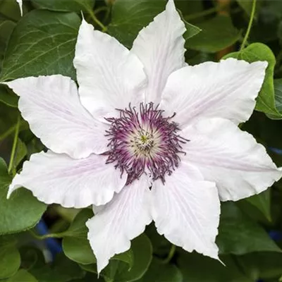 Topfgrösse 4 Liter - Waldrebe, Clematis - Clematis (Grossbl., frühblüh.) 'Snow Queen'