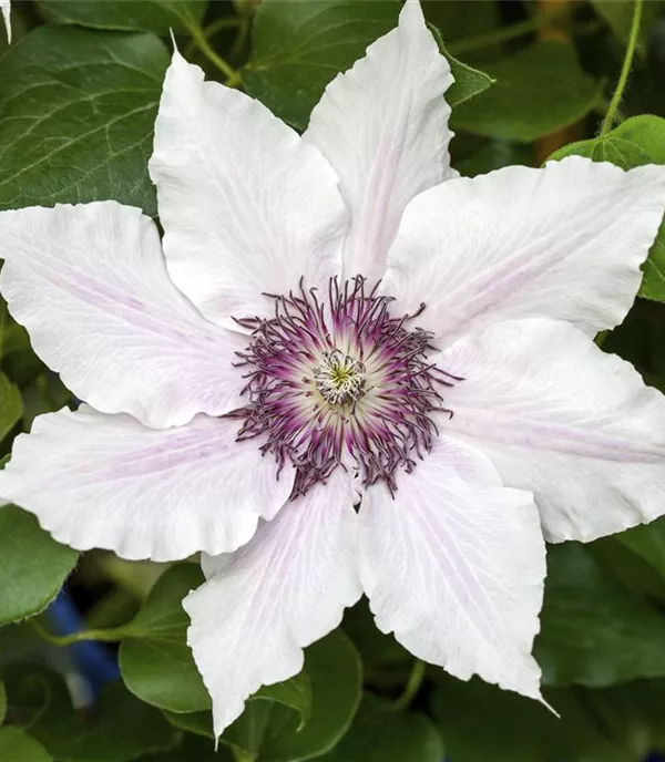 Clematis (Grossbl., frühblüh.) 'Snow Queen'