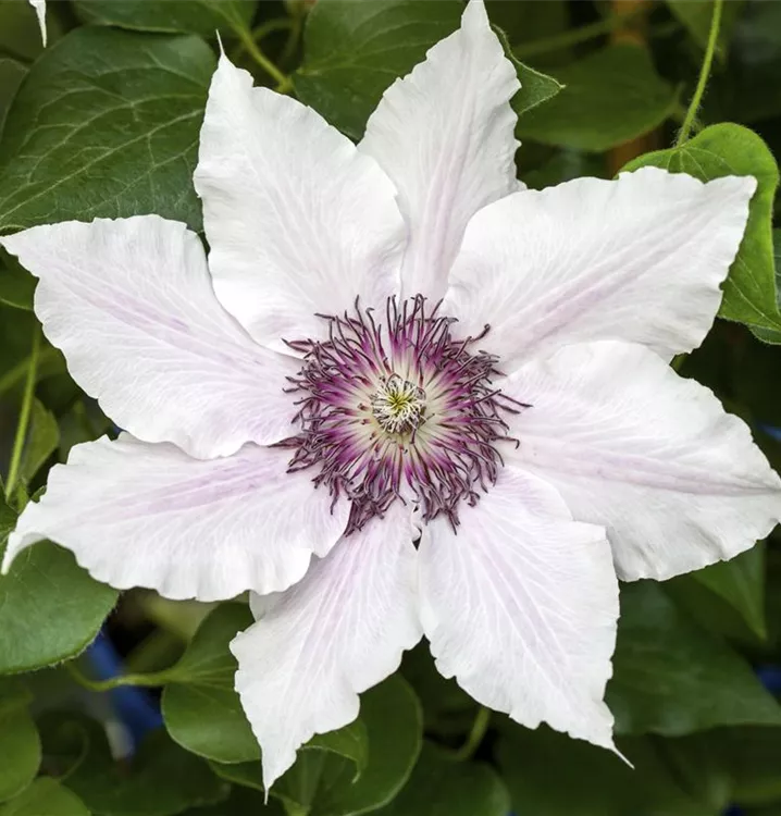 Waldrebe, Clematis - Clematis (Grossbl., frühblüh.) 'Snow Queen'