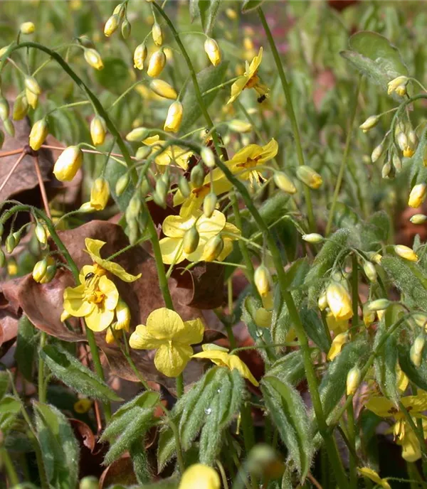 Epimedium pinnatum ssp. colchicum