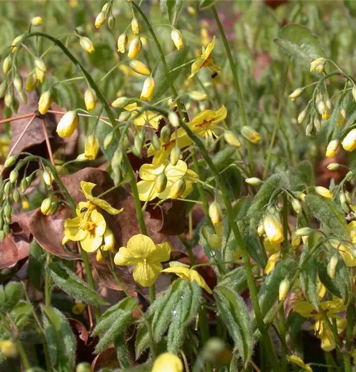 Elfenblume - Epimedium pinnatum ssp. colchicum