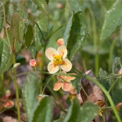 Topfgrösse 0.5 Liter - Elfenblume - Epimedium pubigerum 'Orangekönigin'