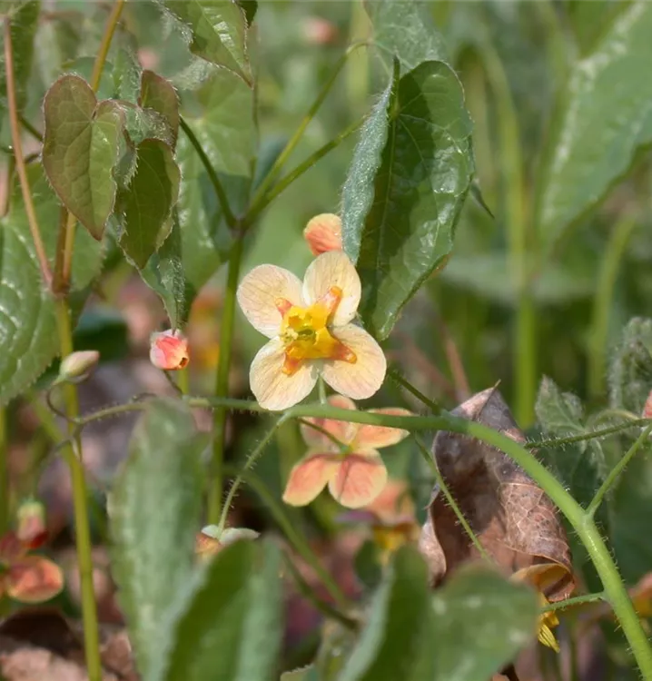 Elfenblume - Epimedium pubigerum 'Orangekönigin'