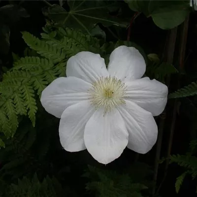 Topfgrösse 4 Liter - Waldrebe, Clematis - Clematis (Grossbl., spätblüh.) 'Mad. Le Coultre'