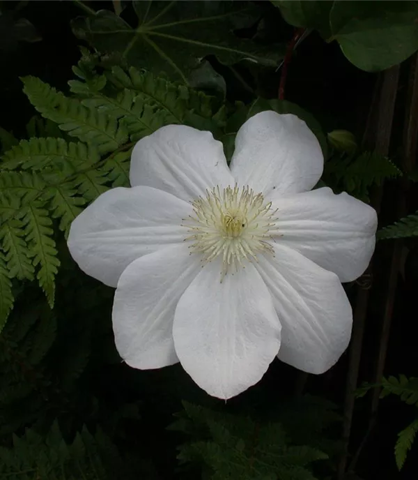 Clematis (Grossbl., spätblüh.) 'Mad. Le Coultre'