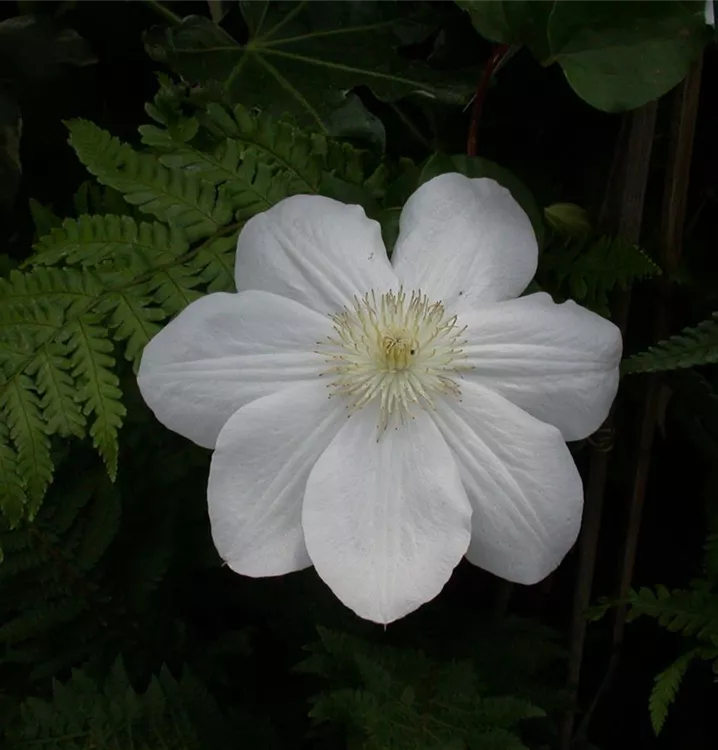 Waldrebe, Clematis - Clematis (Grossbl., spätblüh.) 'Mad. Le Coultre'