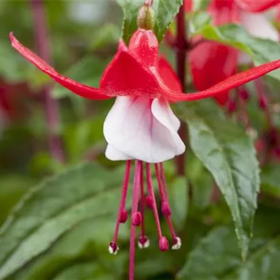 Topfgrösse 1 Liter - Fuchsie - Fuchsia 'Mme Cornelissen'