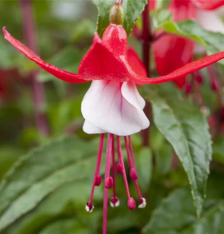 Fuchsie - Fuchsia 'Mme Cornelissen'