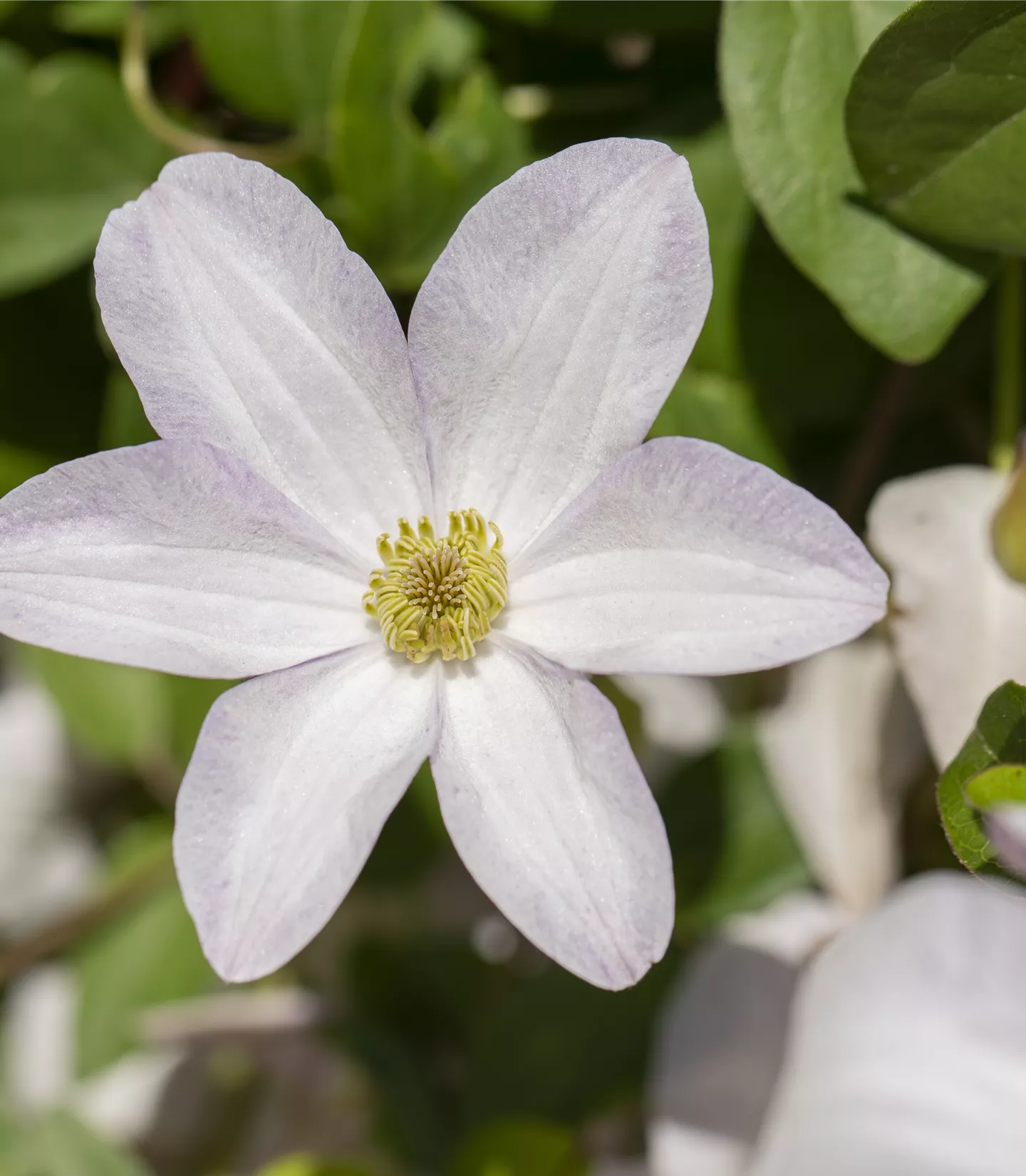 Clematis (Viticella-Gruppe) 'Huldine'