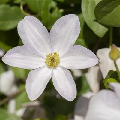 Topfgrösse 4 Liter - Waldrebe, Clematis - Clematis (Viticella-Gruppe) 'Huldine'