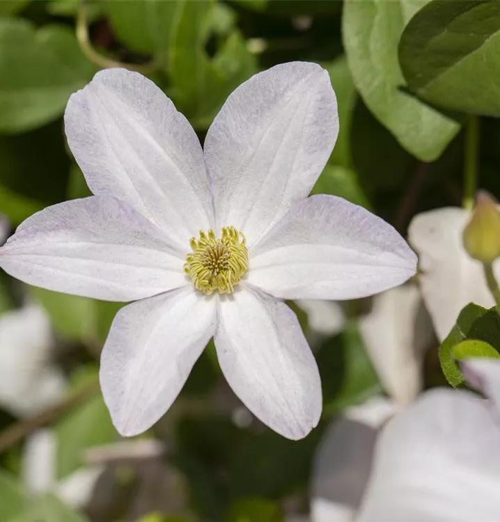 Waldrebe, Clematis - Clematis (Viticella-Gruppe) 'Huldine'