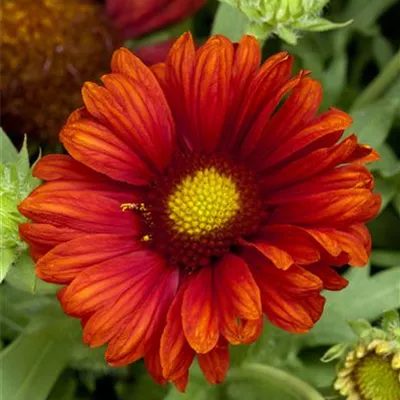 Topfgrösse 0.5 Liter - Kokardenblume, Papageienblume - Gaillardia 'Burgunder'