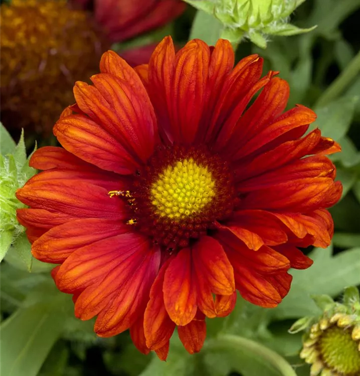 Kokardenblume, Papageienblume - Gaillardia 'Burgunder'