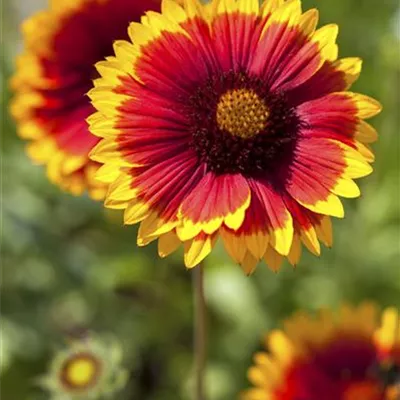 Topfgrösse 0.5 Liter - Kokardenblume, Papageienblume - Gaillardia 'Kobold'