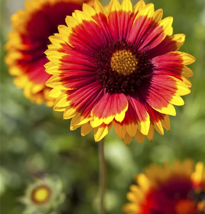 Gaillarde à grandes fleurs 'Kobold'