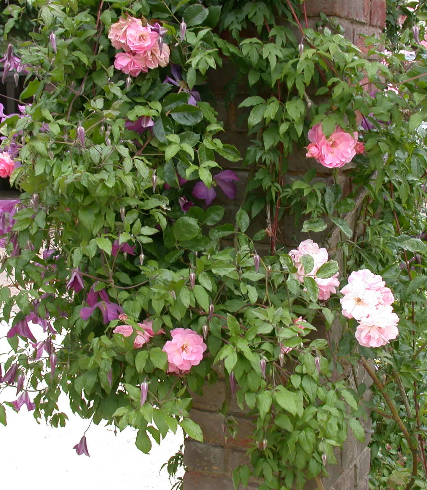 Clematis alpina weiss