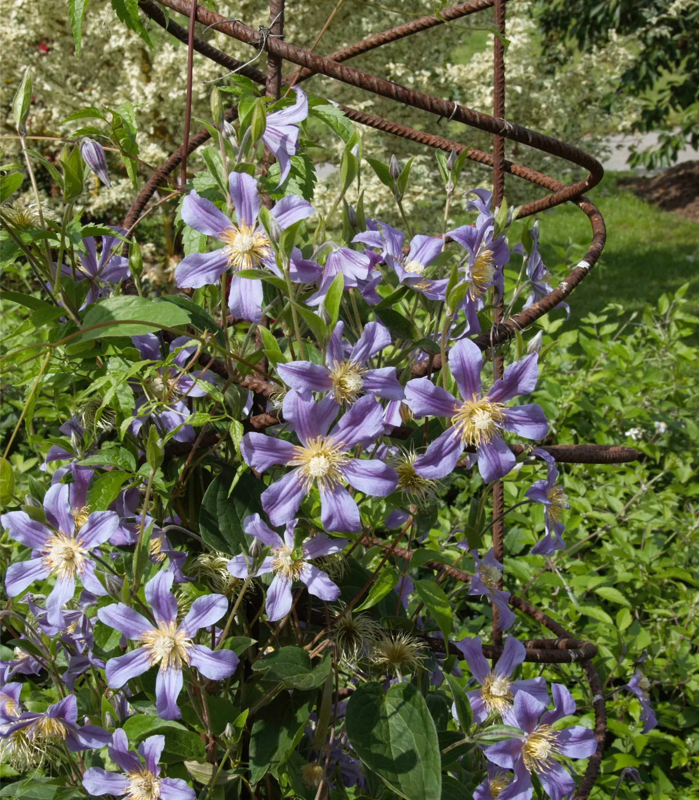 Clematis durandii (x)