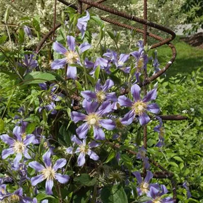 Topfgrösse 4 Liter - Waldrebe, Clematis - Clematis durandii (x)