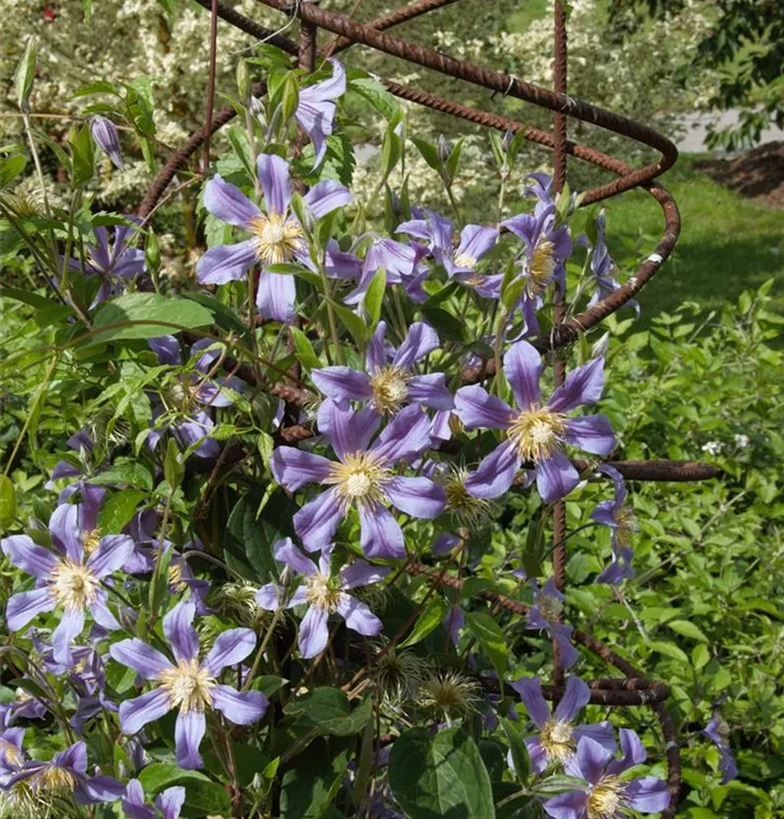 Waldrebe, Clematis - Clematis durandii (x)