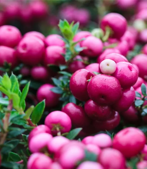 Gaultheria mucronata rosa Beeren