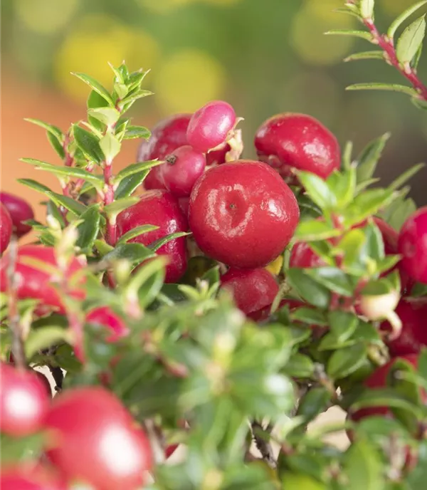 Gaultheria mucronata rote Beeren