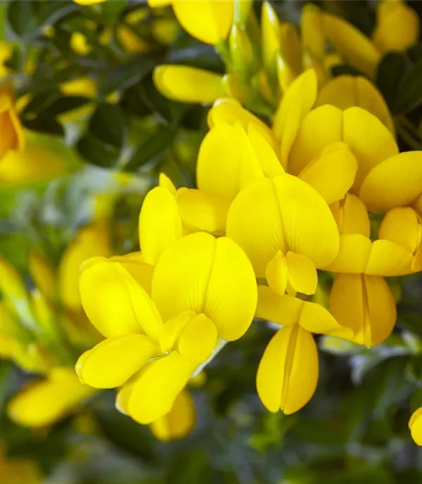 Genista tinctoria 'Royal Gold'