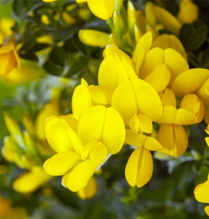 Färberginster - Genista tinctoria 'Royal Gold'