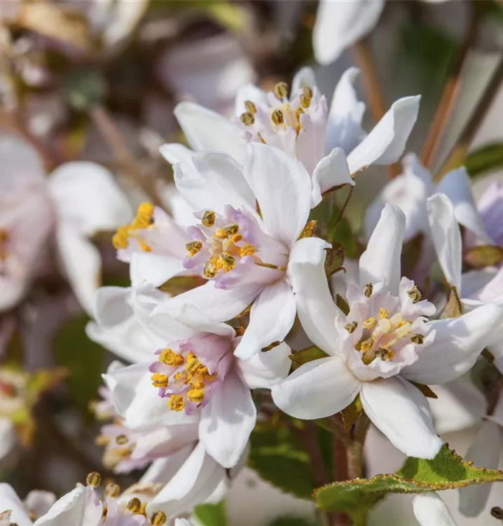 Deutzie - Deutzia purpurascens 'Kalmiiflora'