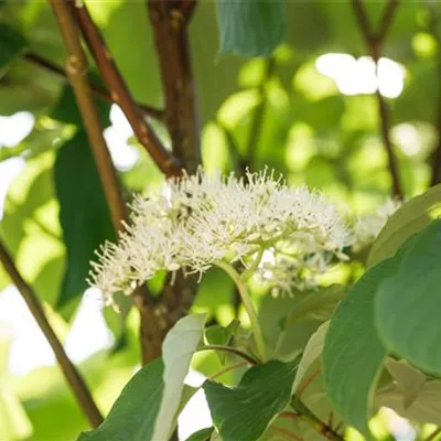 im Container 125 - 150 - Hartriegel - Cornus alternifolia