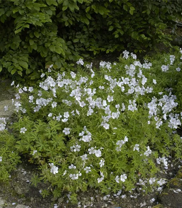 Geranium clarkei 'Kashmir White'